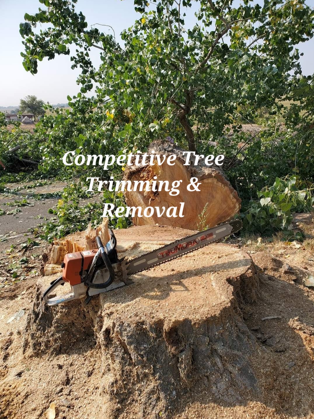 Real job photo: chainsaw on a fresh stump