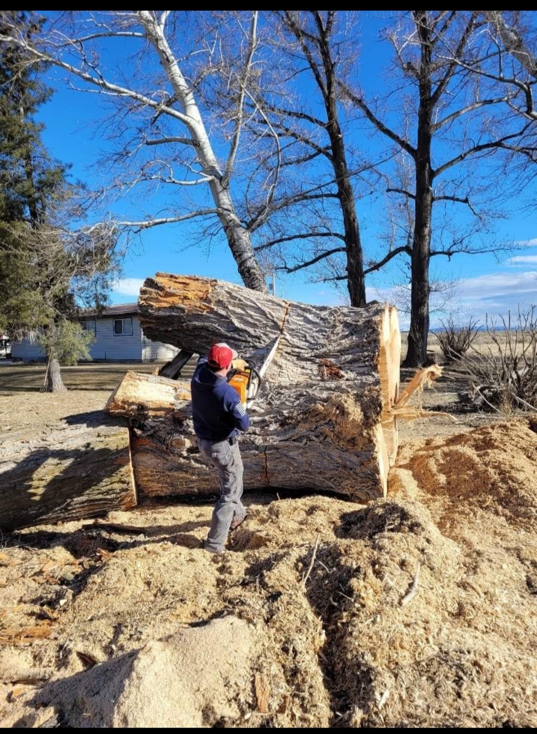 Crew cutting a massive trunk on a real job