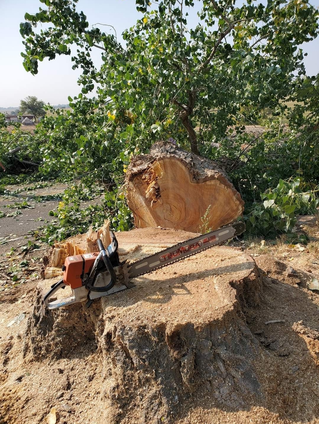 Fresh-cut stump after removal